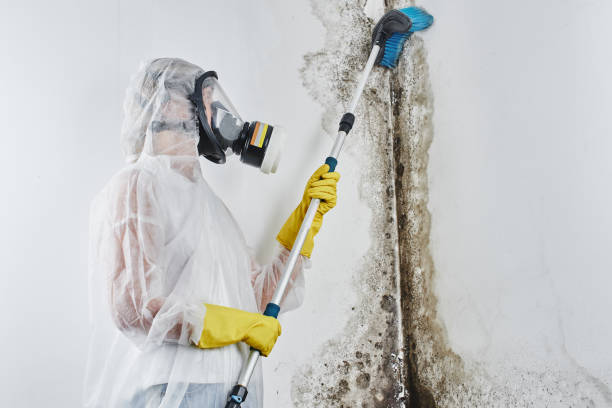 Best Best Mold Removal Companies  in Rockwell, NC