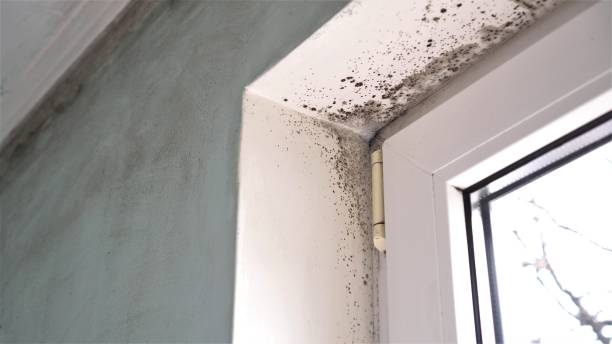 Best Office Mold Removal Services  in Rockwell, NC