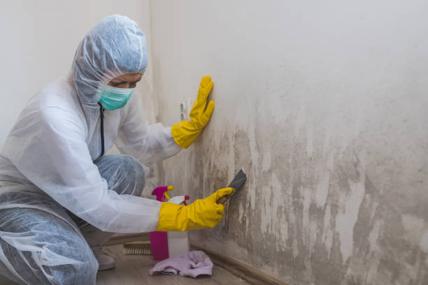 Mold Removal and Inspection in Rockwell, NC