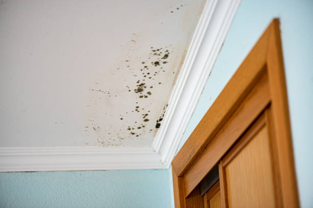 Best Mold Removal Company Near Me  in Rockwell, NC