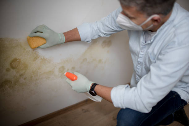 Best Black Mold Removal  in Rockwell, NC