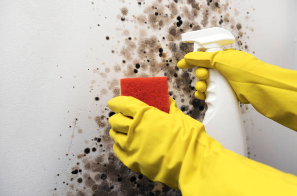 Professional Mold Removal in Rockwell, NC