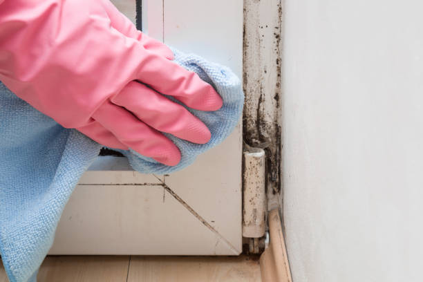 Best Professional Mold Removal  in Rockwell, NC