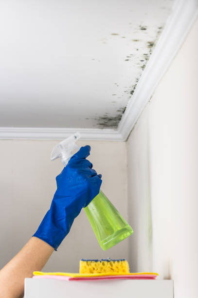 Best Mold Damage Repair  in Rockwell, NC